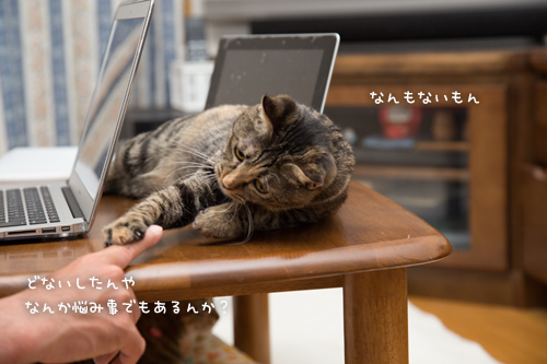 はなびっこの悩み事_d0355333_16382558.jpg
