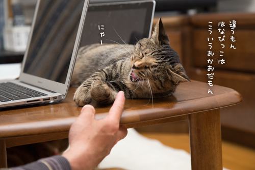 はなびっこの悩み事_d0355333_16382567.jpg