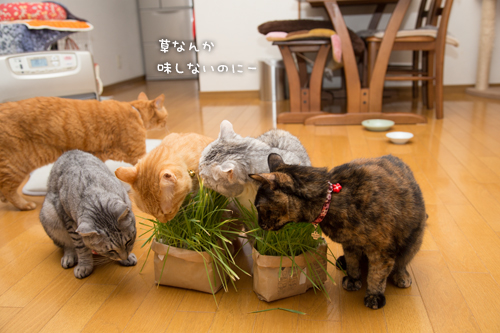 猫草の味は大人の味~_d0355333_16382601.jpg
