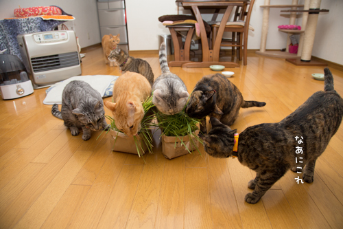 猫草の味は大人の味~_d0355333_16382630.jpg
