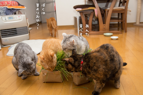 猫草の味は大人の味~_d0355333_16382638.jpg