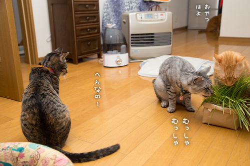 猫草の味は大人の味~_d0355333_16382748.jpg