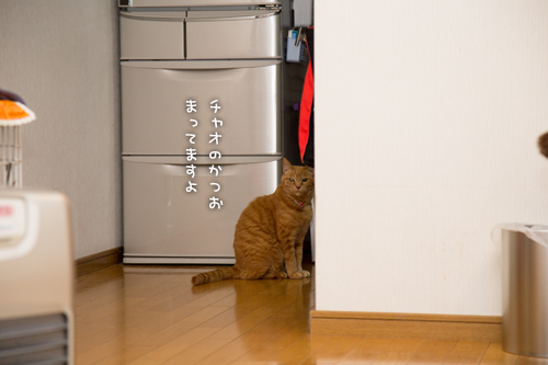 猫草の味は大人の味~_d0355333_16382759.jpg