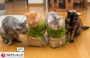 猫草の味は大人の味~_d0355333_16382795.jpg