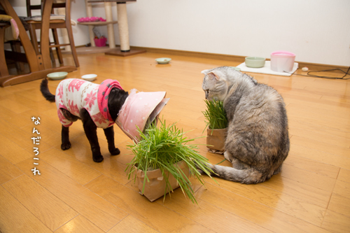 猫草派!_d0355333_16382952.jpg