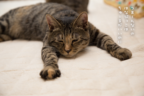 猫草派!_d0355333_16382956.jpg