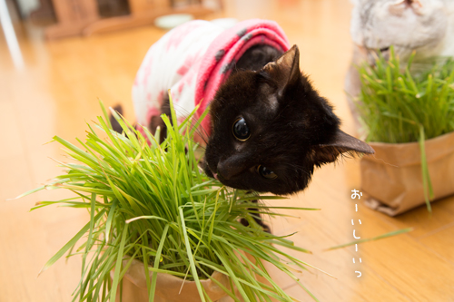 猫草派!_d0355333_16382995.jpg