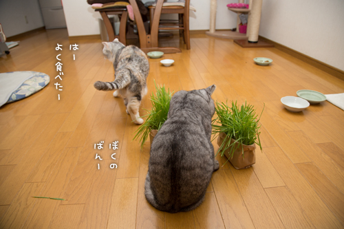 あっちの草もこっちの草も_d0355333_16383195.jpg