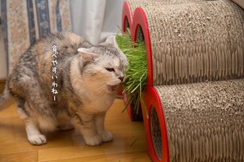 可愛い爪とぎの新しい使い方_d0355333_16383211.jpg