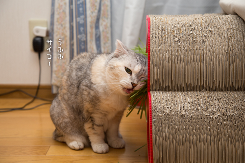 可愛い爪とぎの新しい使い方_d0355333_16383249.jpg