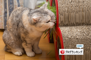 可愛い爪とぎの新しい使い方_d0355333_16383259.jpg