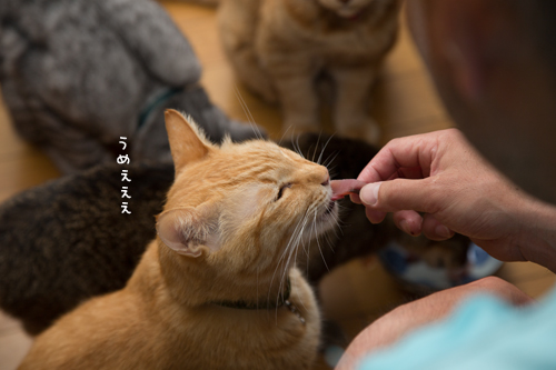かつお祭り_d0355333_16383350.jpg