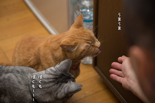 かつお祭り_d0355333_16383444.jpg