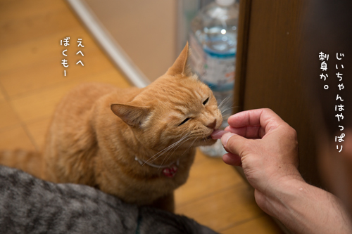 かつお祭り_d0355333_16383477.jpg