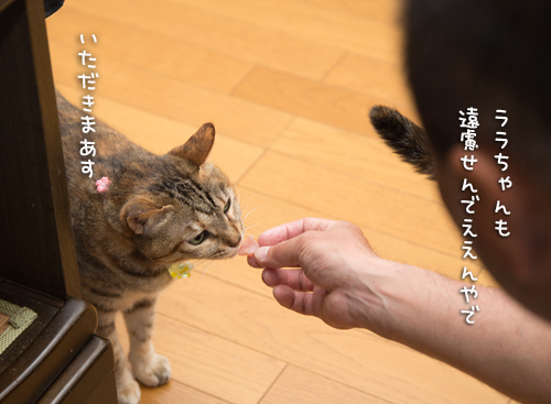 かつお祭り_d0355333_16383530.jpg