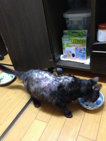 毛が生えた!_d0355333_16383672.jpg