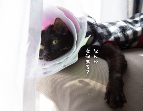 へんないきもの?_d0355333_16383901.jpg