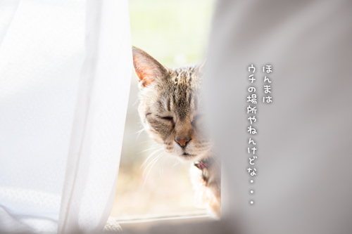 へんないきもの?_d0355333_16383990.jpg