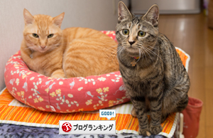 犯にゃんは_d0355333_16384300.jpg