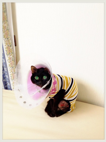 衣替え_d0355333_16384360.jpg