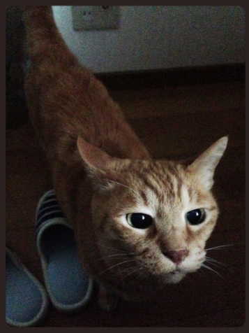 朝の幸せ。_d0355333_16384458.jpg