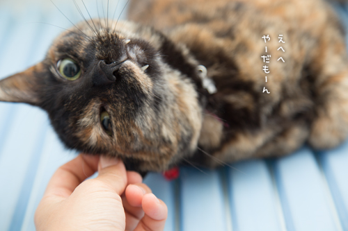 りさの巣_d0355333_16384863.jpg