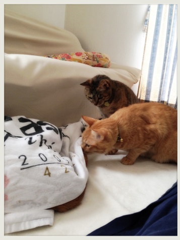 のぞいちゃダメ_d0355333_16384994.jpg