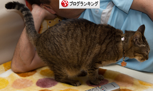 猫の愛情表現は_d0355333_16385138.jpg