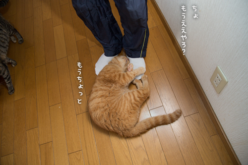 ホヤホヤだ_d0355333_16385802.jpg