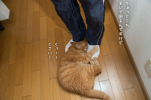 ホヤホヤだ_d0355333_16385883.jpg