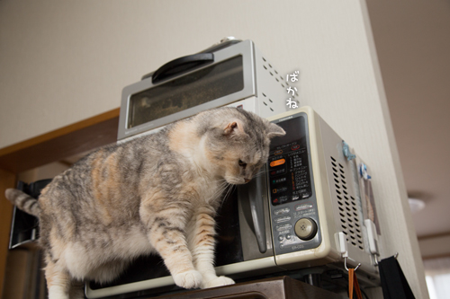 ホヤホヤだ_d0355333_16385914.jpg