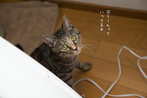 夏じたく_d0355333_16390485.jpg
