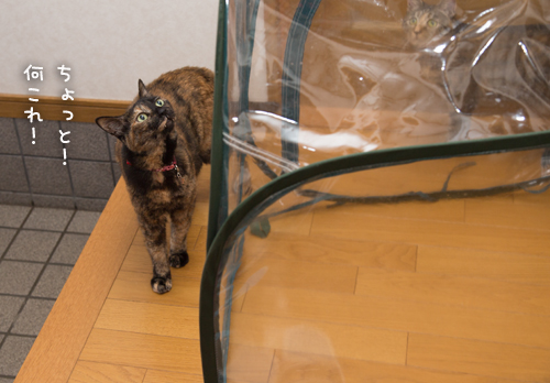 洗ったよ_d0355333_16390508.jpg