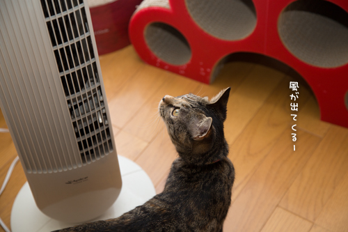 夏じたく_d0355333_16390596.jpg