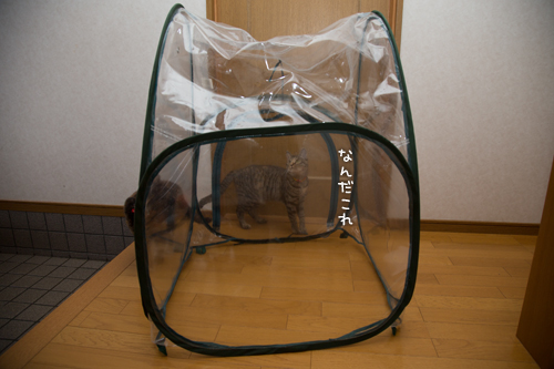 洗ったよ_d0355333_16390658.jpg