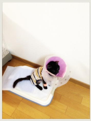 ただいまーっ_d0355333_16391603.jpg