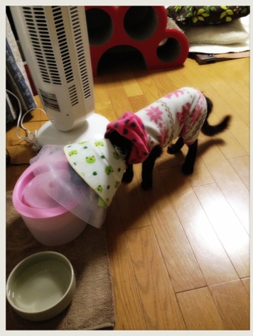 ただいまーっ_d0355333_16391628.jpg