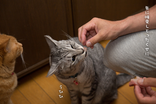 大盤振る舞い_d0355333_16391750.jpg