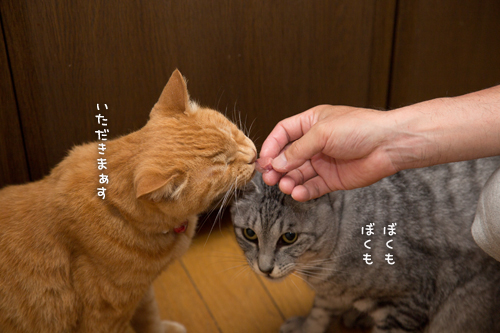 大盤振る舞い_d0355333_16391756.jpg