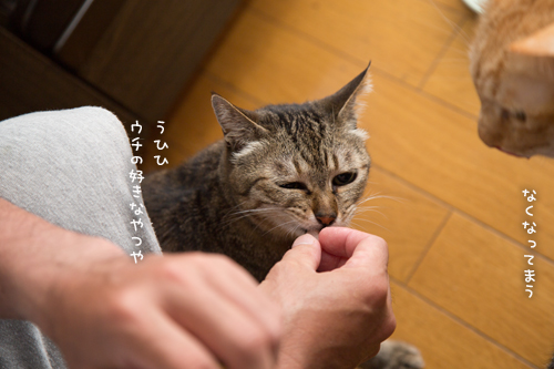 大盤振る舞い_d0355333_16391865.jpg