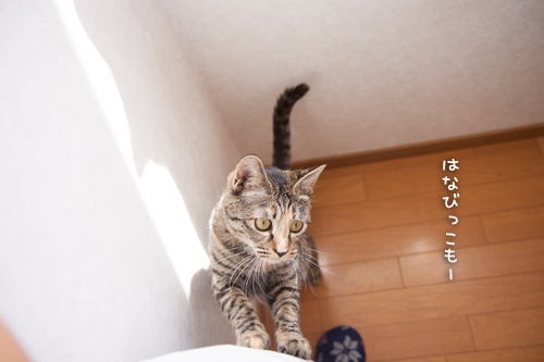 口だけ番長_d0355333_16391909.jpg
