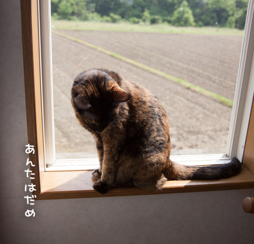 口だけ番長_d0355333_16391979.jpg