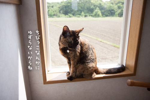 口だけ番長_d0355333_16392045.jpg