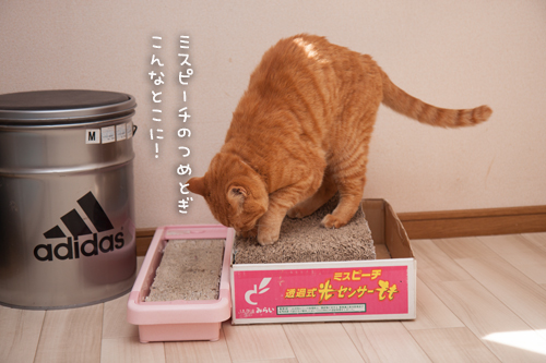 おじゃまむしたち_d0355333_16392157.jpg