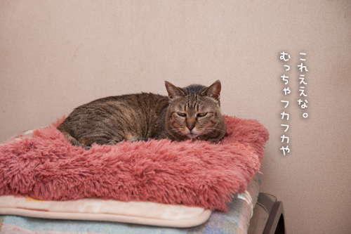おじゃまむしたち_d0355333_16392160.jpg