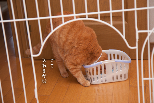 おじゃまむしたち_d0355333_16392182.jpg
