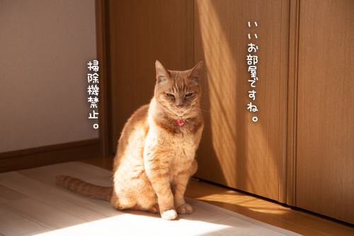 おじゃまむしたち_d0355333_16392229.jpg