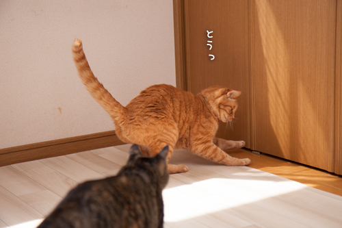 おじゃまむしたち_d0355333_16392279.jpg