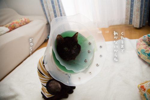 ぼくにもひとくち_d0355333_16392754.jpg