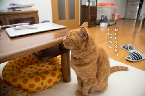 ぼくにもひとくち_d0355333_16392794.jpg
